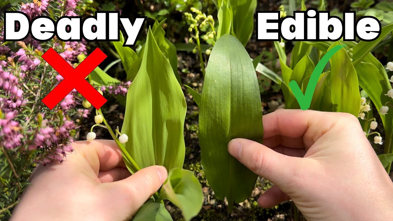 Lily of the Valley or Wild Garlic? How to tell the difference&hellip;