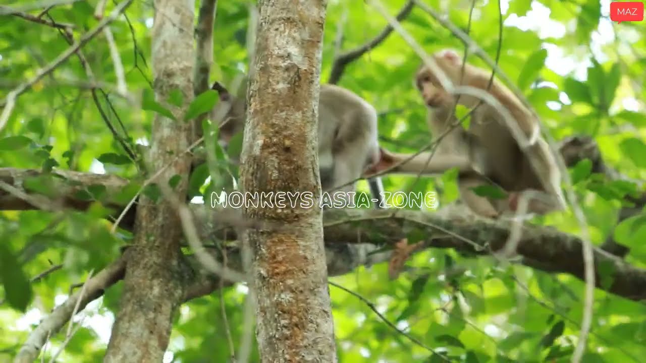 Loni - Akot or Pongo Monkey  on June26-2022, G-Maz..384..Amber