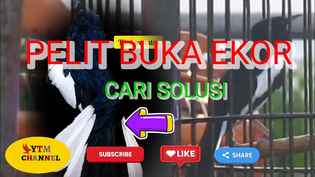 @kacer susah buka ekor...karakter atau kekurangan power???pola rawatan bagi Kacer susah buka ekor.
