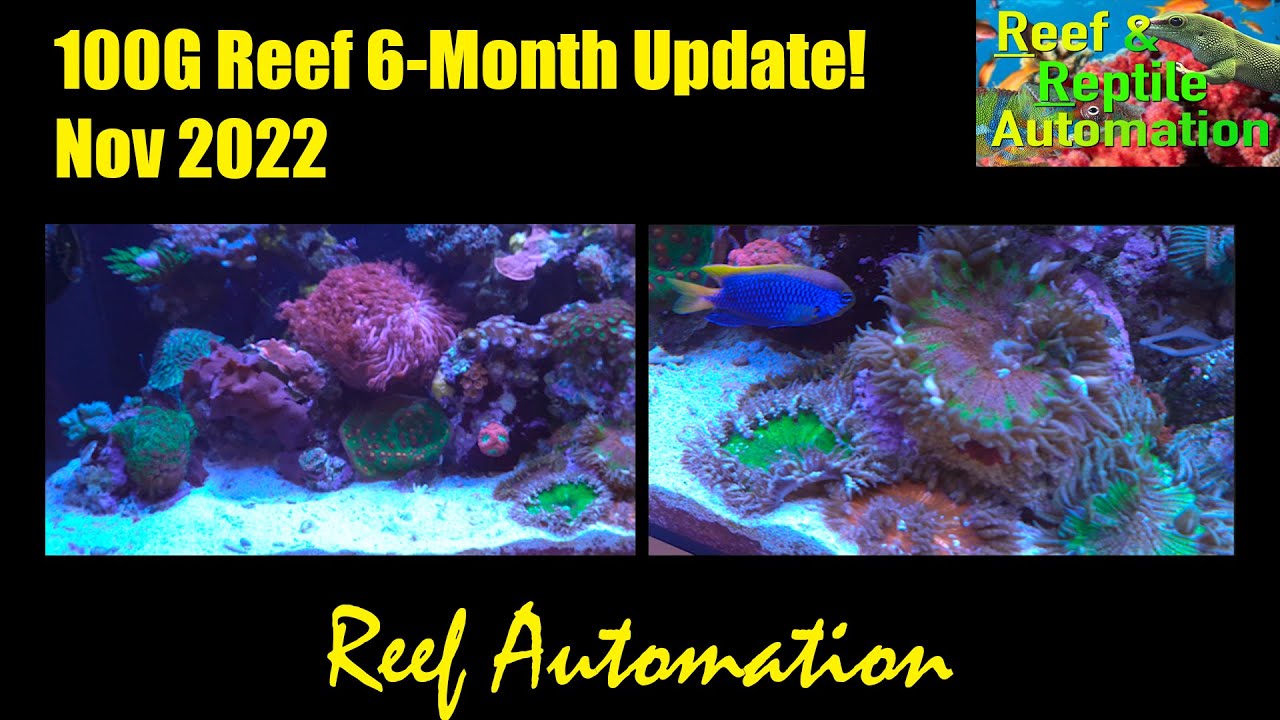 100G Mixed Reef 6-Month Update Video!