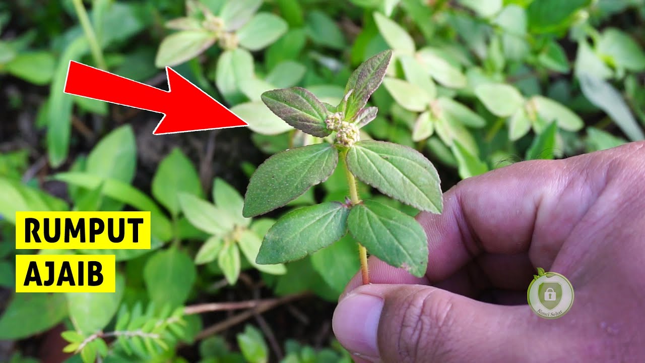 Bukan Sembarang Rumput! Ternyata Patikan Kebo Punya Banyak Khasiatnya