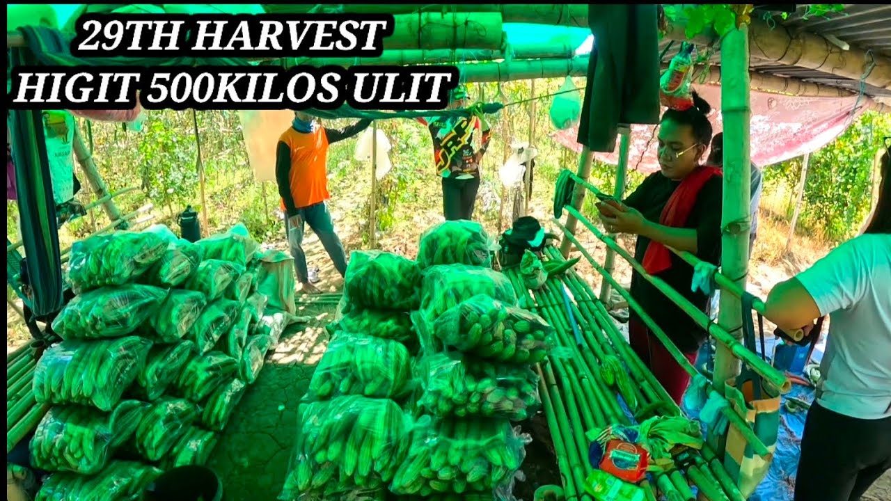 29TH AMPALAYA HARVEST HIGIT 500 KILOS ULIT ,UPDATE SA FARM 1👏👏🙏♥️