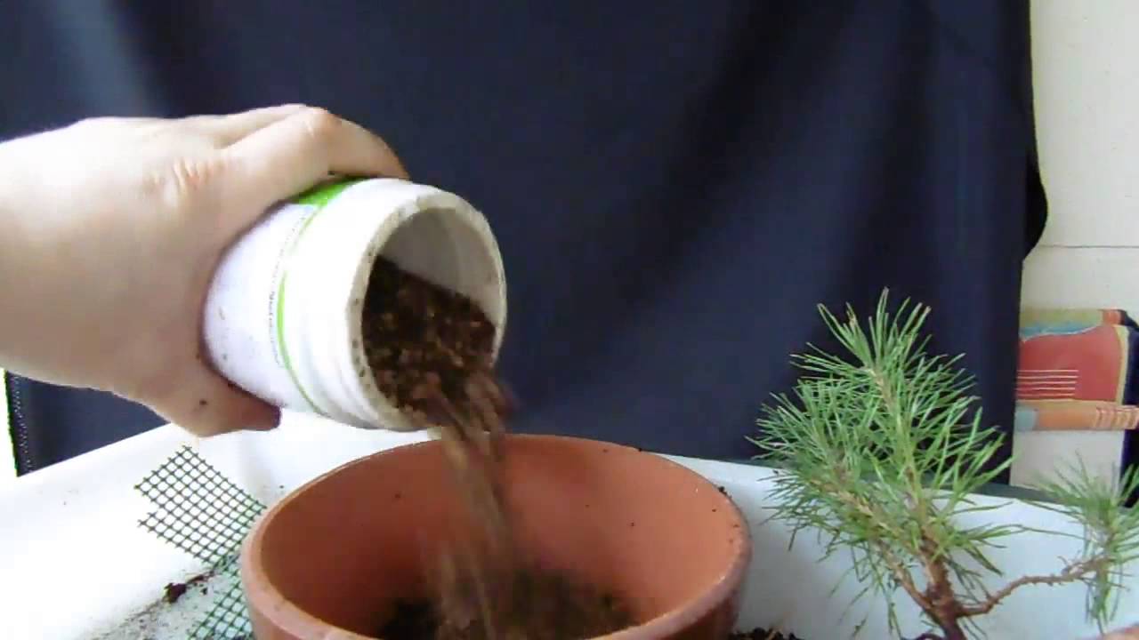 Plantado de un planton de pino piñonero (pino pinea)