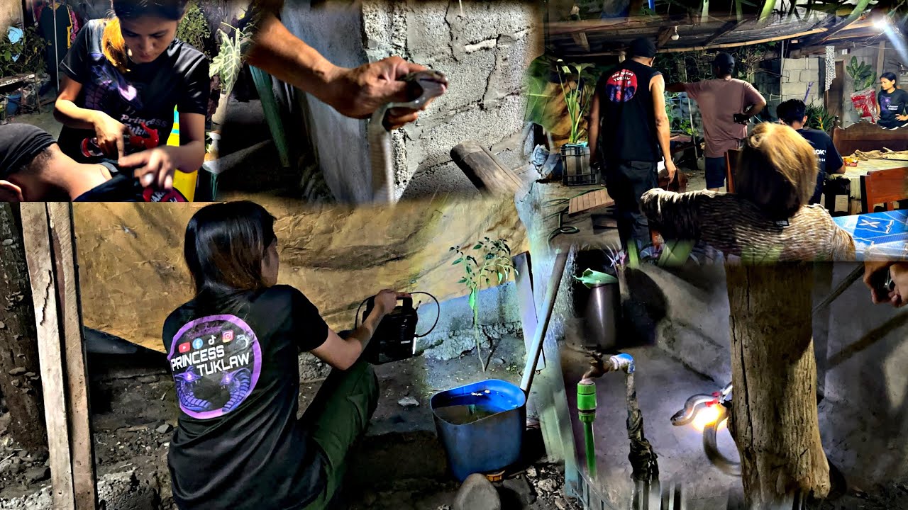 HINDI TAHIMIK ANG KANILANG GABI DAHIL SA COBRA PUMASOK SA LUGAR NILA SA CAMILING TARLAC BRGY BIRBIRA