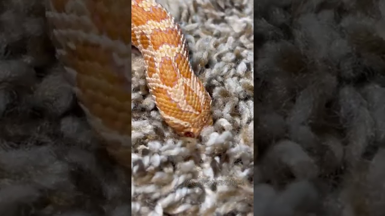 HI, I&rsquo;M DORY!  #reptile #animal #snake