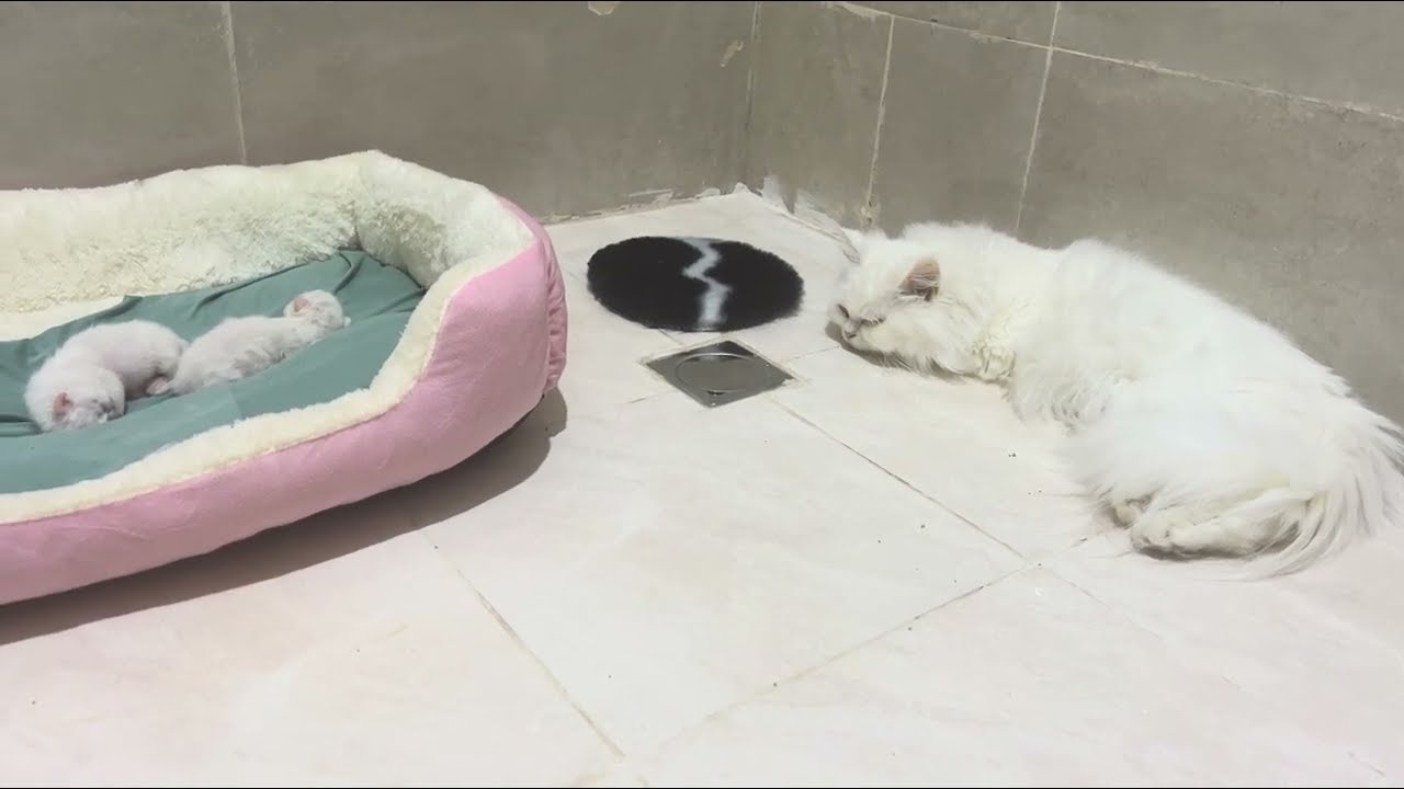 Funny Cute Cats And Kittens Playing