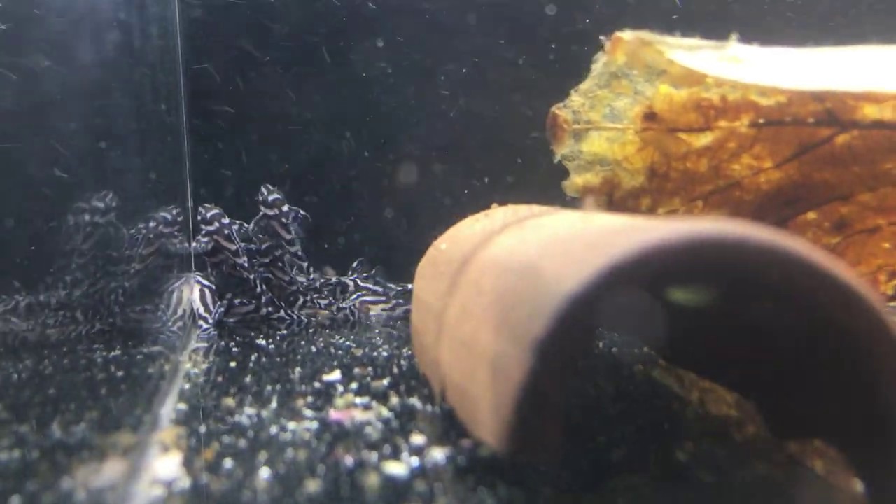 L046 Zebra Pleco Fry 3 Weeks OLD