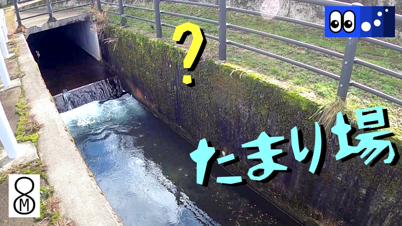 【水辺潜入】魚とゴミのたまり場にいたのは…？