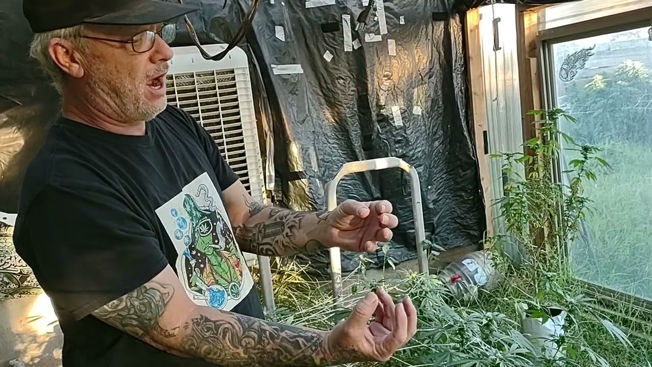 When why and How to LST in flower 