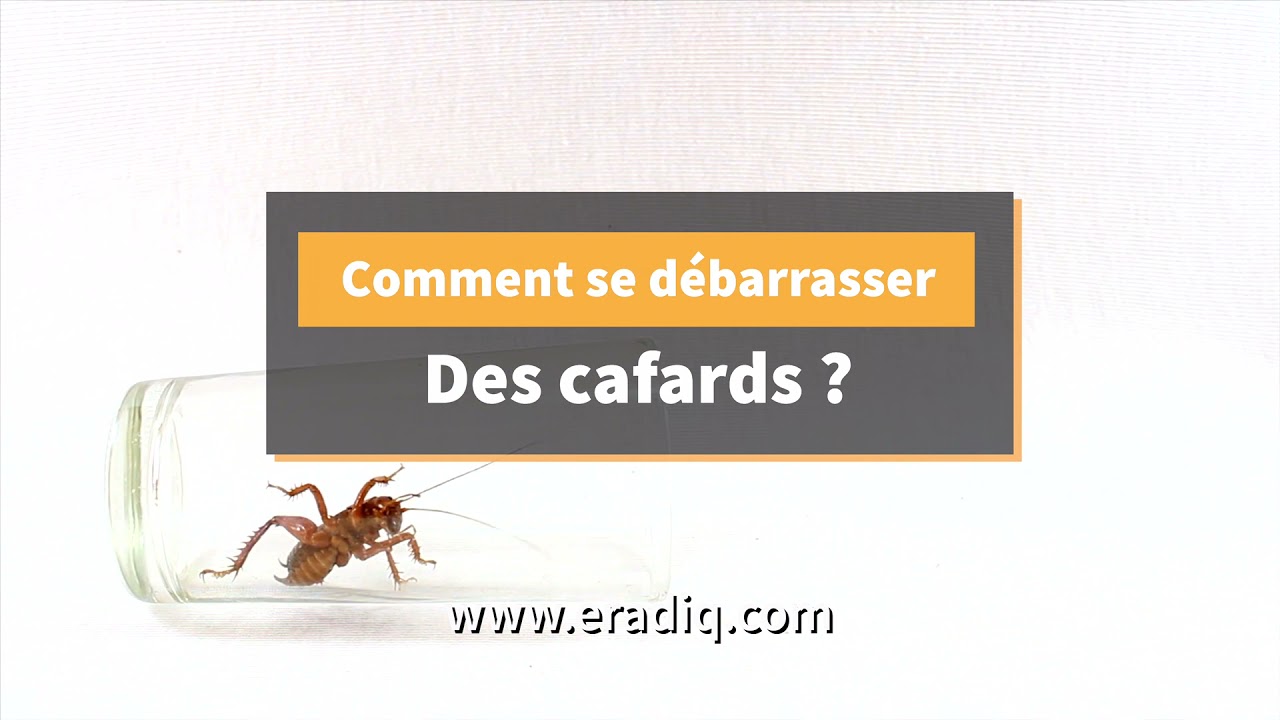 Comment se débarrasser des cafards ?