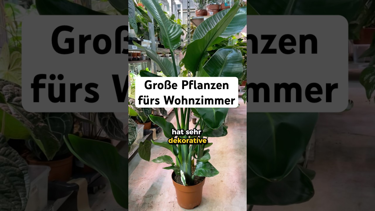 Diese gro&szlig;en Pflanzen sind super f&uuml;rs Wohnzimmer 💚💚 #zimmerpflanzen #pflanzen #pflanzentipps