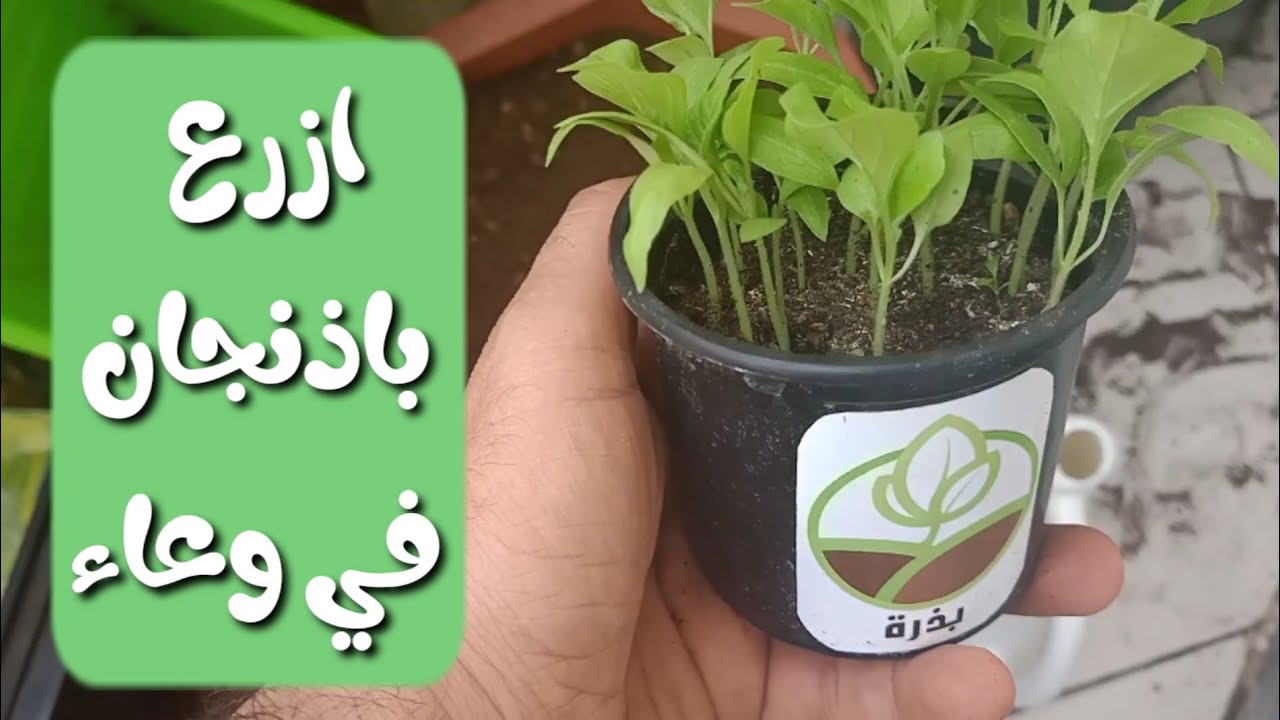 زراعة الباذنجان في وعاء من بذور نستخرجها من ثمرة البذنجان نفسها