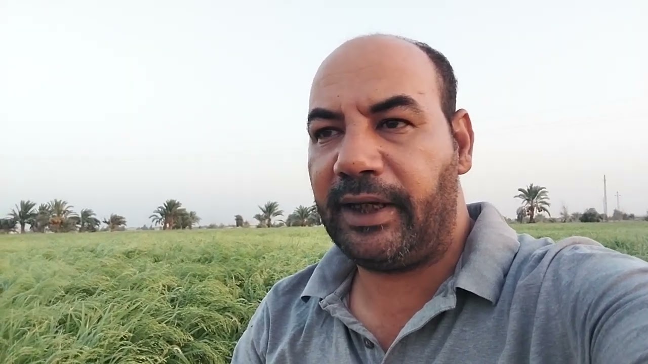 البانكو او البلكم كل ماتريد معرفته عن هذا النبات