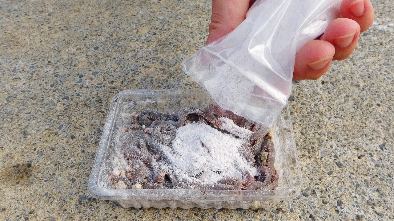アオイソメに白い粉をふりかけてみると