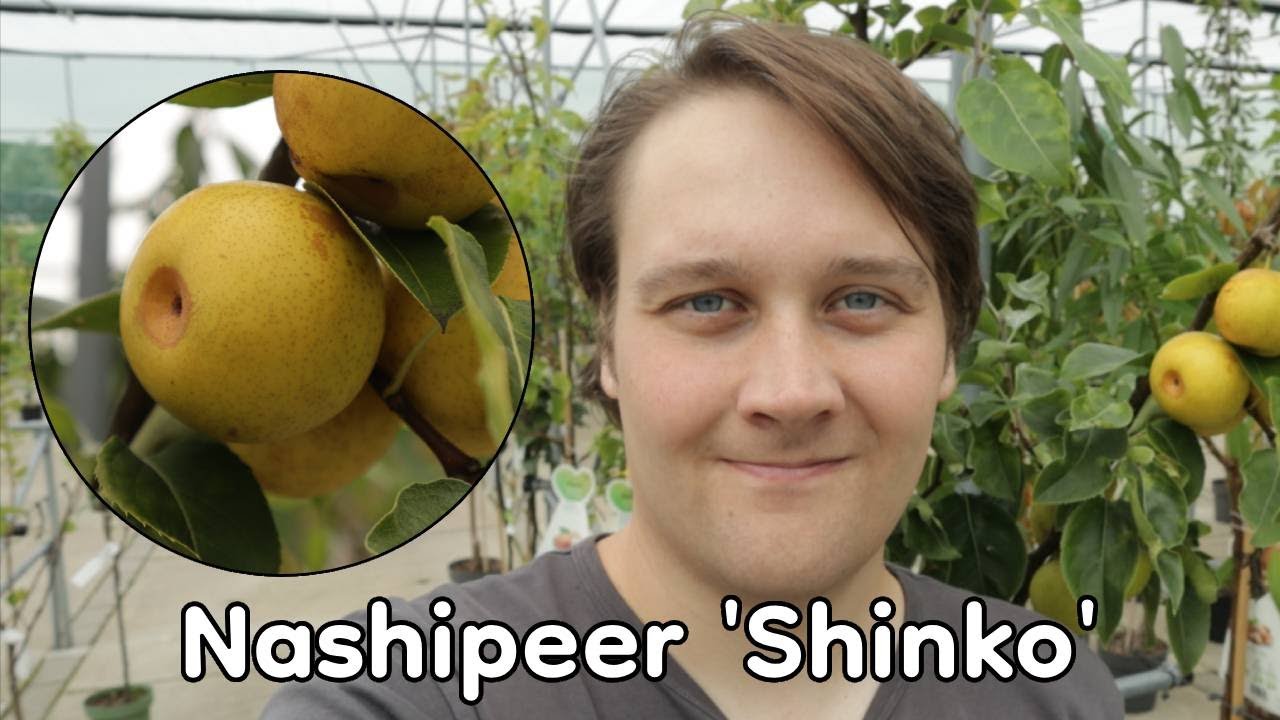 Nashipeer Shinko - niet zo exotisch als je denkt?