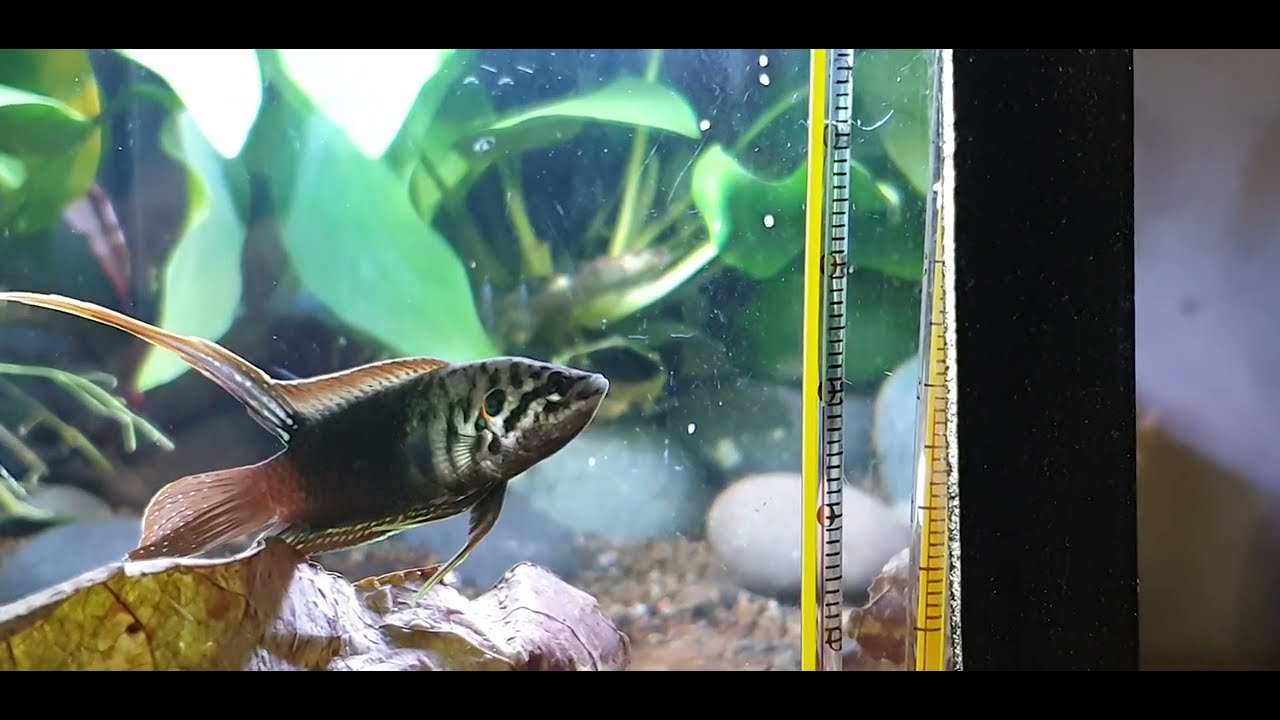 Macropodus ocellatus.  first time breeding.