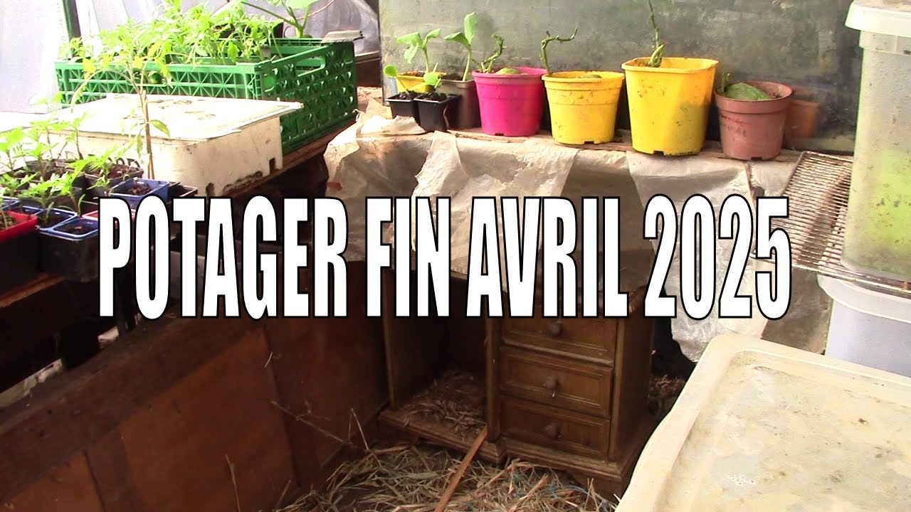 MON POTAGER FIN AVRIL 2025 : CELA PROMET !