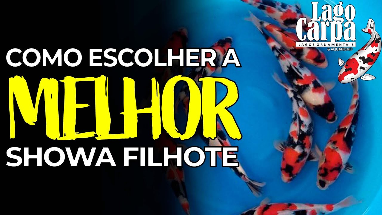Como Escolher Carpas PEQUENAS