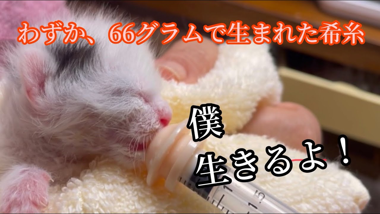 わずか66グラムで生まれた小さな子猫。【希糸】vol.2
