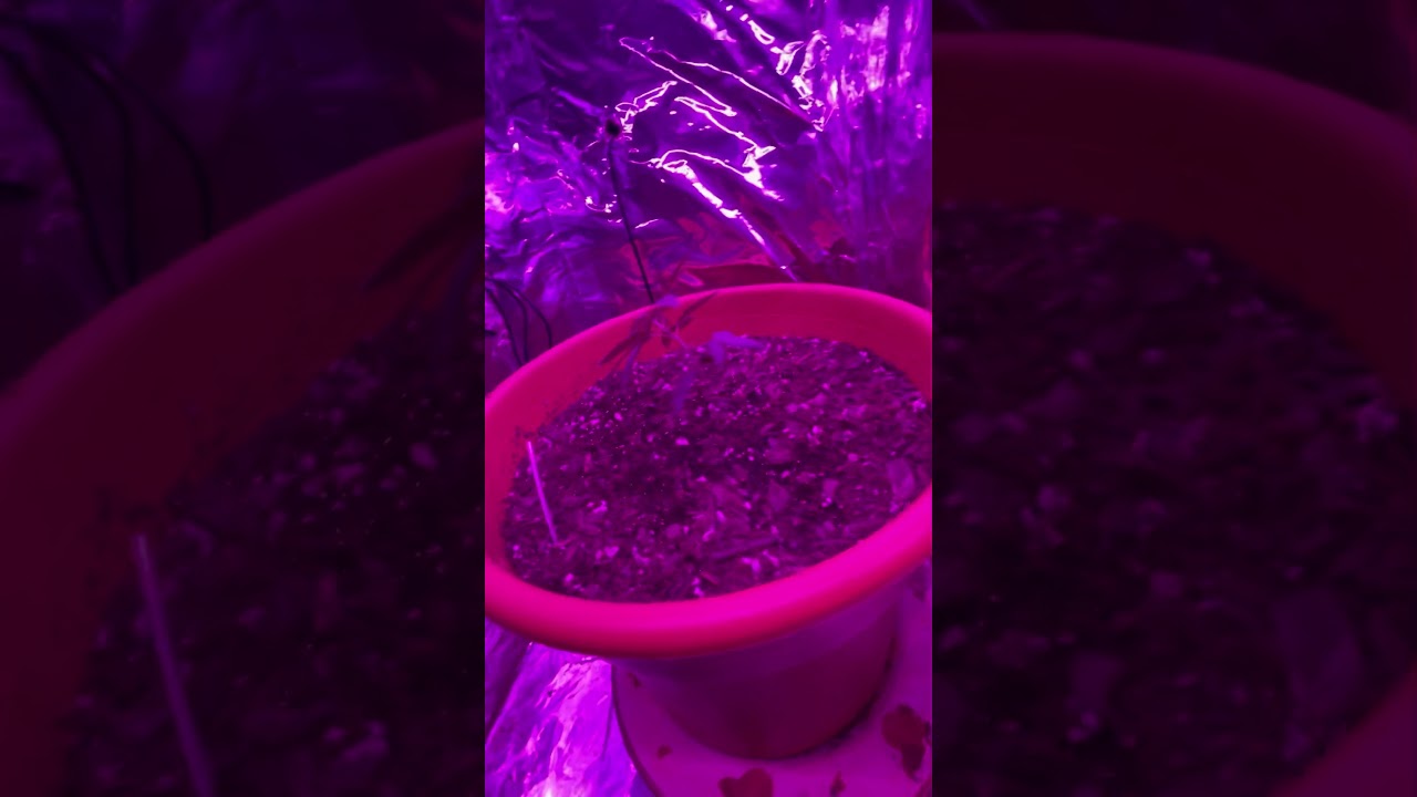 Stealth weed grow lst in small place