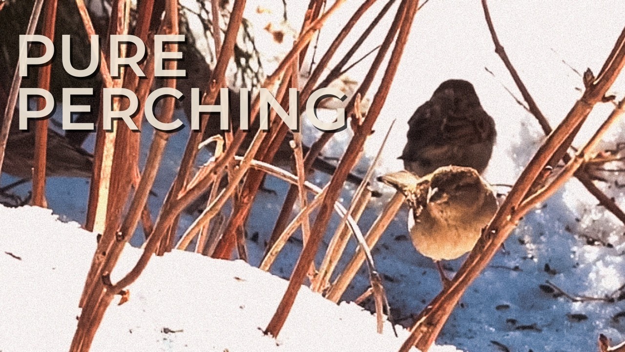 Birds Landing & Perching in Winter Light | 3–4x Close-Up on Hydrangea Stems