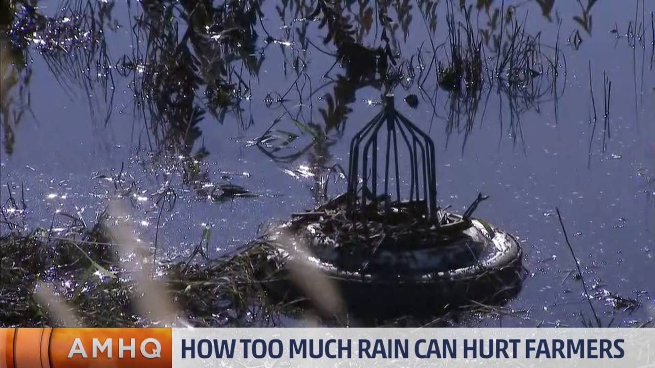 Too Much Rain for Farmers?