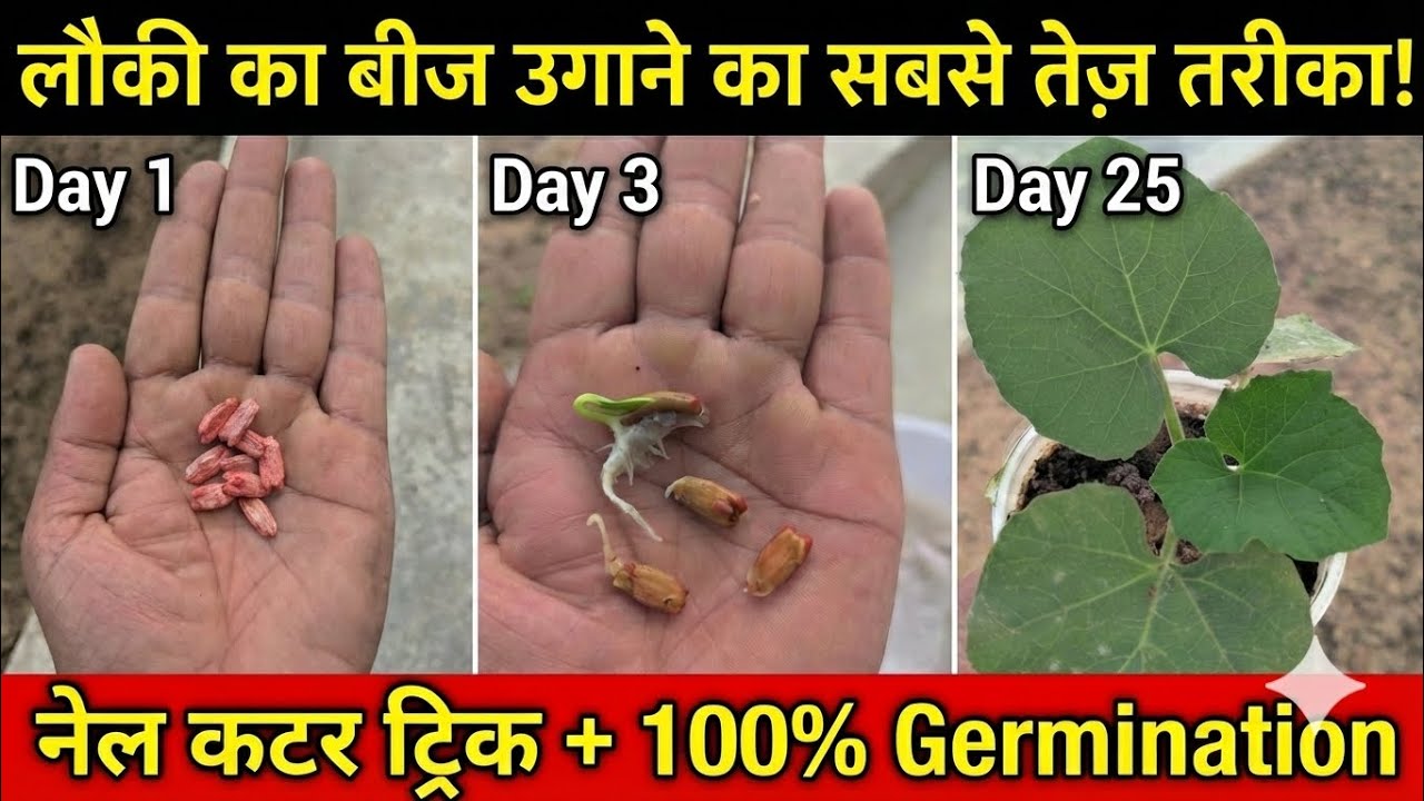 लौकी का बीज उगाने का सबसे तेज़ तरीका! 🌱 Fastest Way to Grow Bottle Gourd (100% Germination)