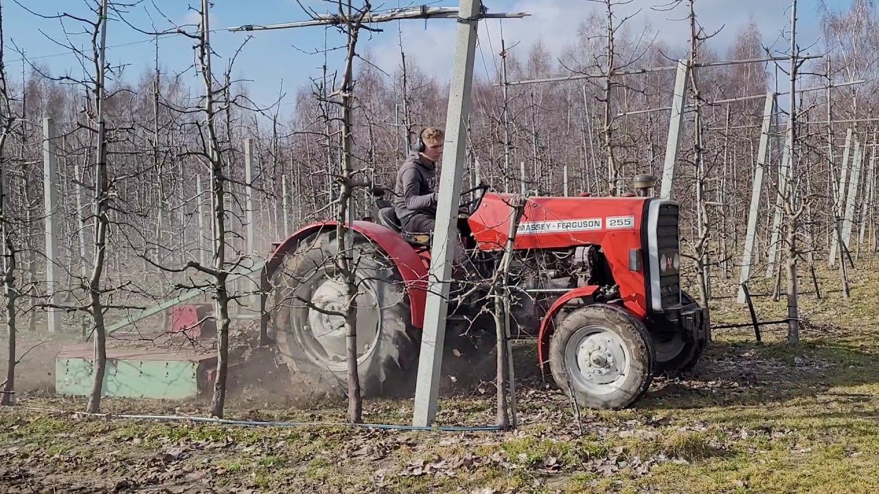 Koszenie patyków w sadzie mf255 ditta seria