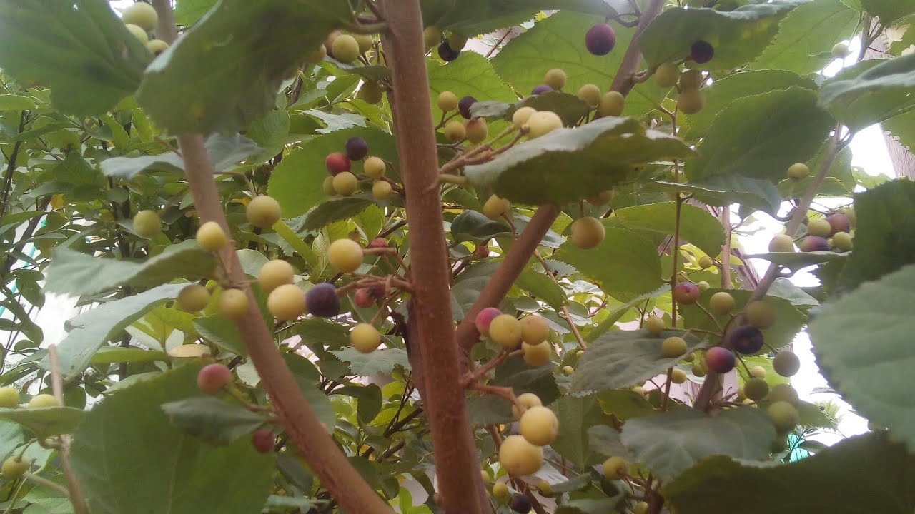 Falsa fruit wala plant growing caring cutting and all information with Mr Murtaza Mali
