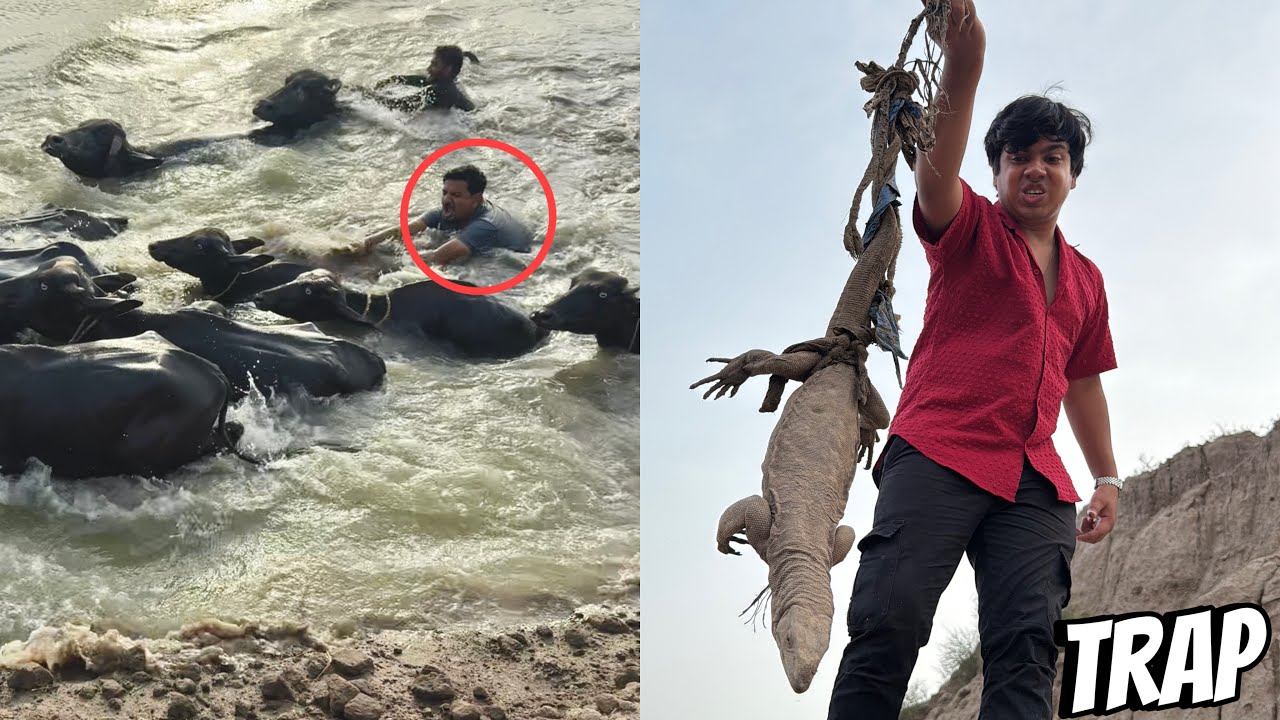 Trap Laga Kr Lizad Pakar Li 🥳 Mamu Ny Ki Buffalo Ride 😱