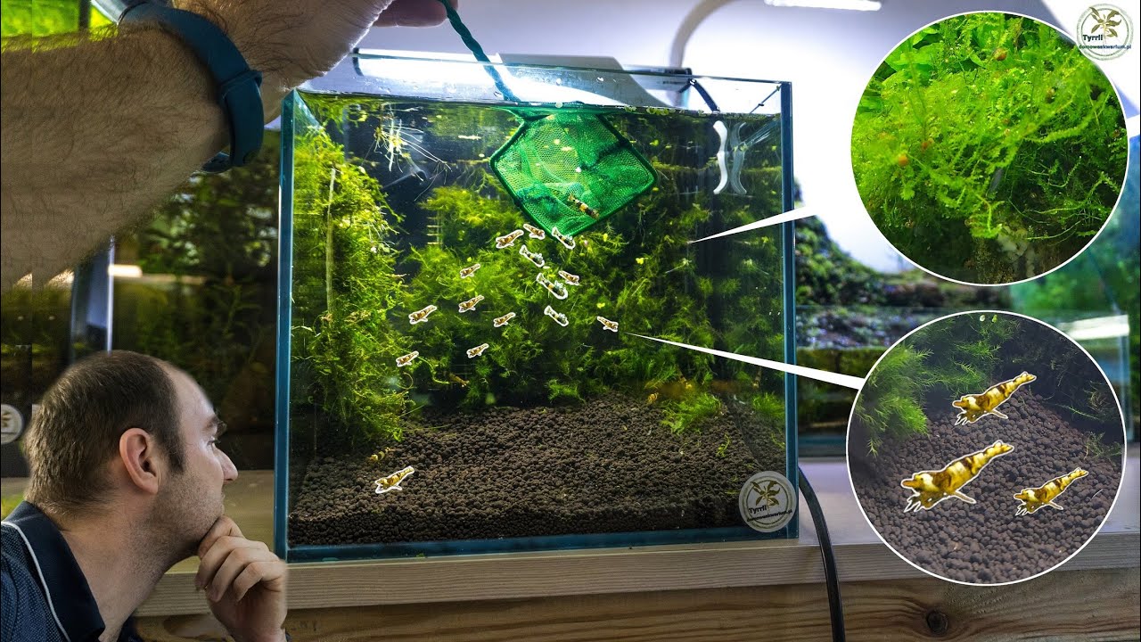 14l krewetkarium zakładanie krok po kroku.