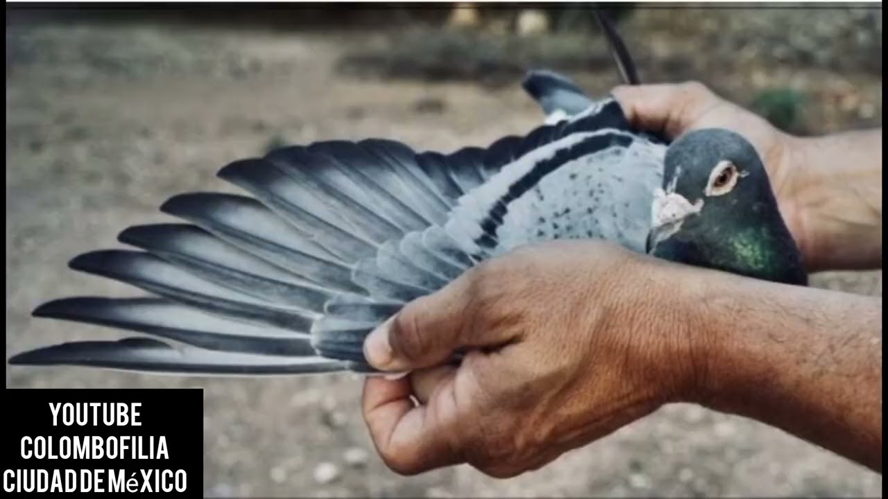 Una paloma que no se pierde pero jamás gana no amerita ser reproductora