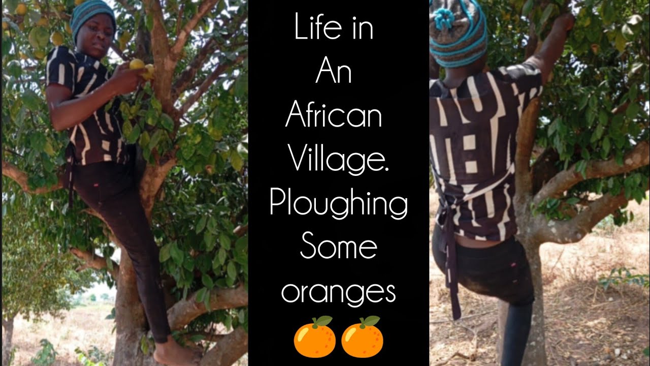 LIFE IN AN AFRICAN VILLAGE  / plugging some oranges 🍊🍊  