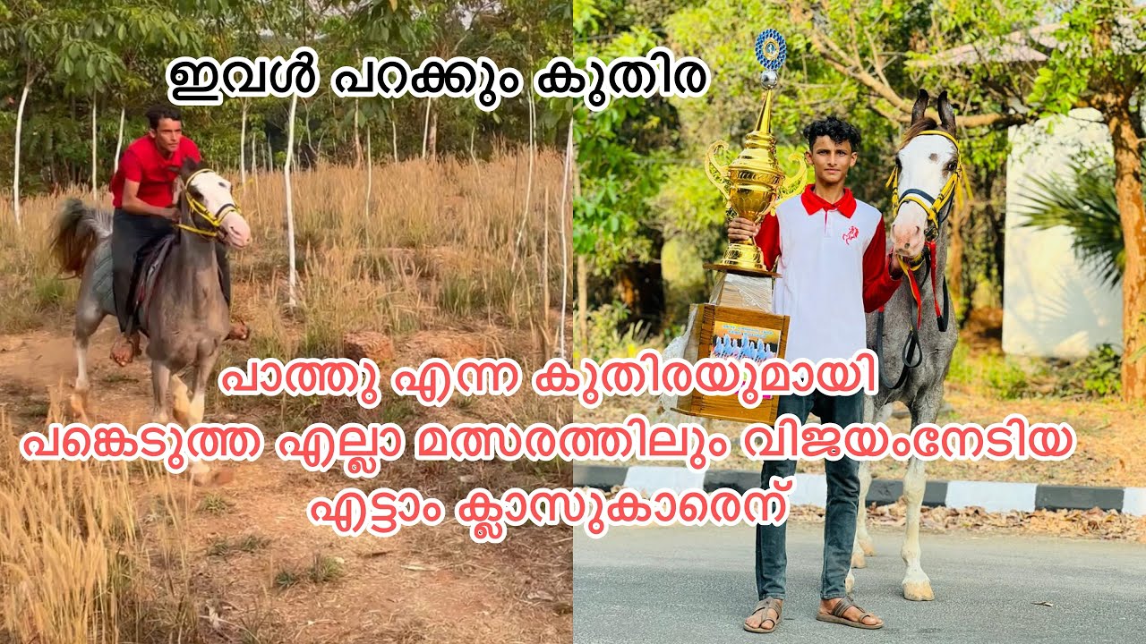 പങ്കെടുത്ത എല്ലാ മത്സരത്തിലും വിജയംനേടിയ പാത്തു എന്ന കുതിരയുമായി എട്ടാം ക്ലാസുകാരെന് #horselover