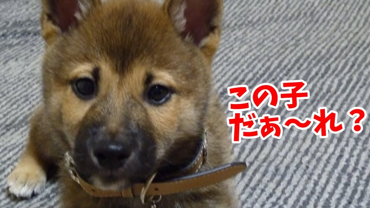 初公開！柴犬と子猫のそれぞれが家族になった頃♡---Shiba inu and kitten/Have a great new year!---