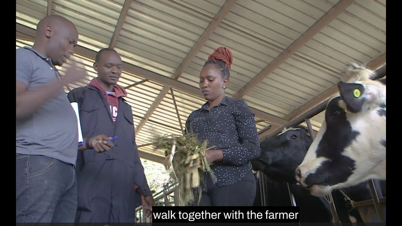 RUMEN8 for better cow diets in East Africa