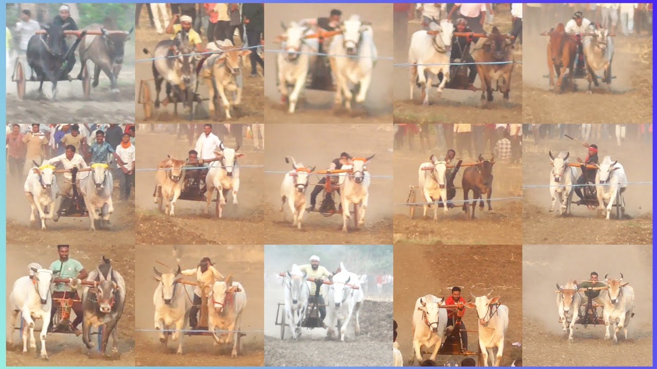 All फाइनल वीडियो 📸_पट_बाम्हनवाडा (माचागोरा डेम) #patpratiyogita #cow #automobile #2मुखी #pat