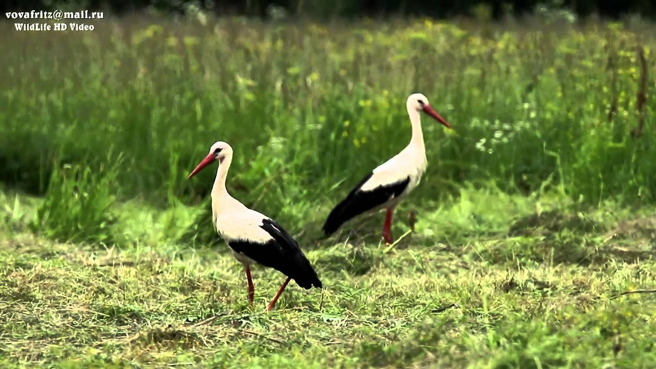 Ciconia ciconia (European White Stork, белый аист) HD