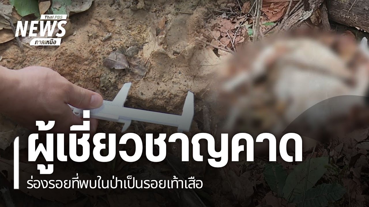 ผู้เชี่ยวชาญคาดร่องรอยที่พบในป่าเป็นรอยเท้าเสือ
