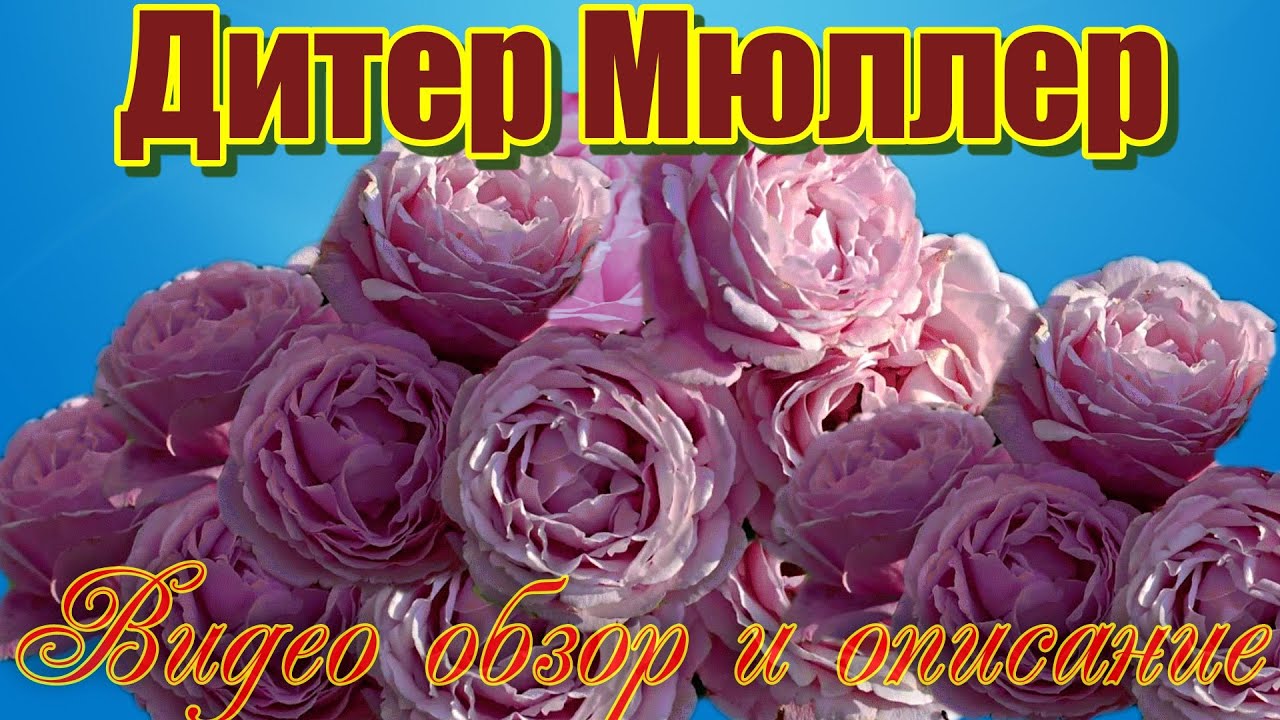 Обзор розы  Дитер Мюллер (Шраб) - Dieter Muller (Delbard Франция, 2004)