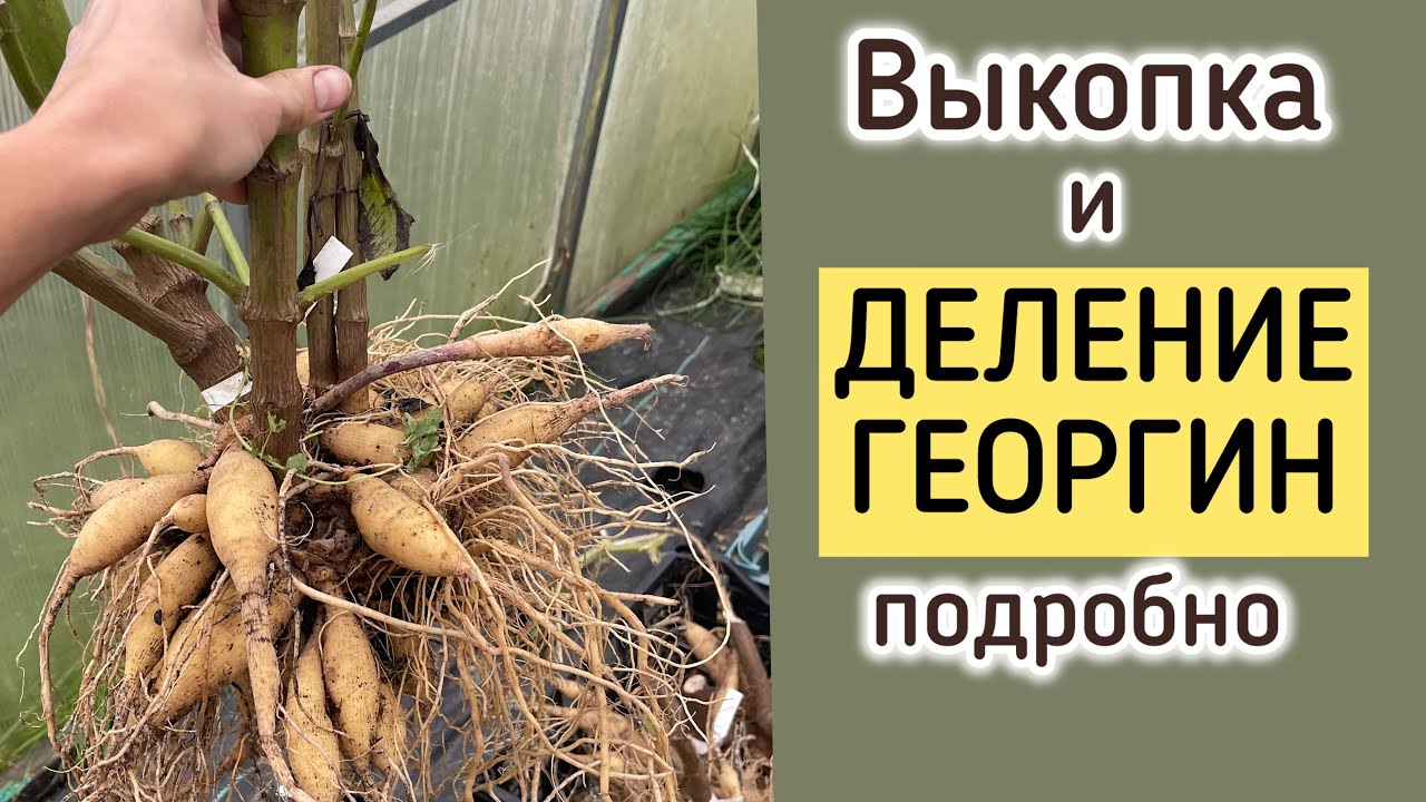 ВСЁ о ДЕЛЕНИИ ГЕОРГИН на примерах разных клубней #милыйдом