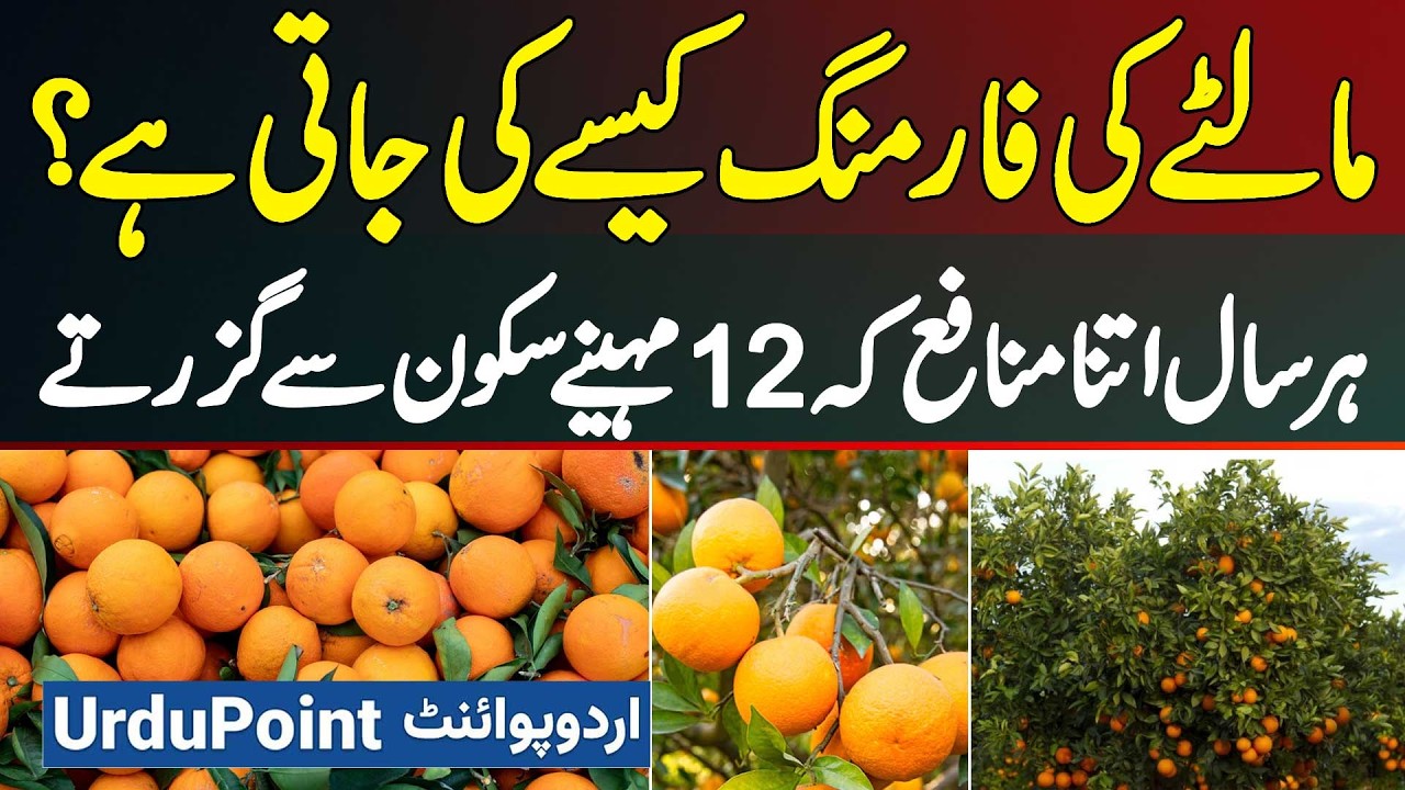 Orange Farming In Pakistan - How Orange Farming Done? Big Profit Every Year - Orange Farming Process