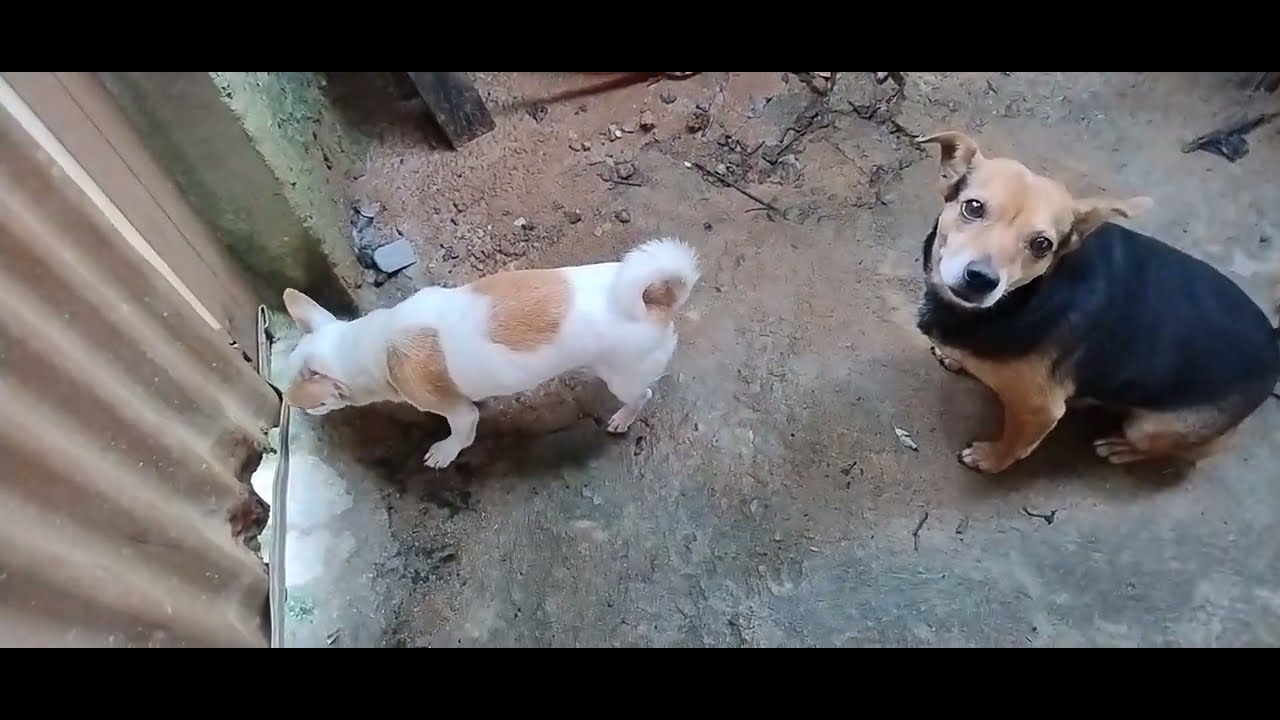 Rotina de Zeus e Binha 