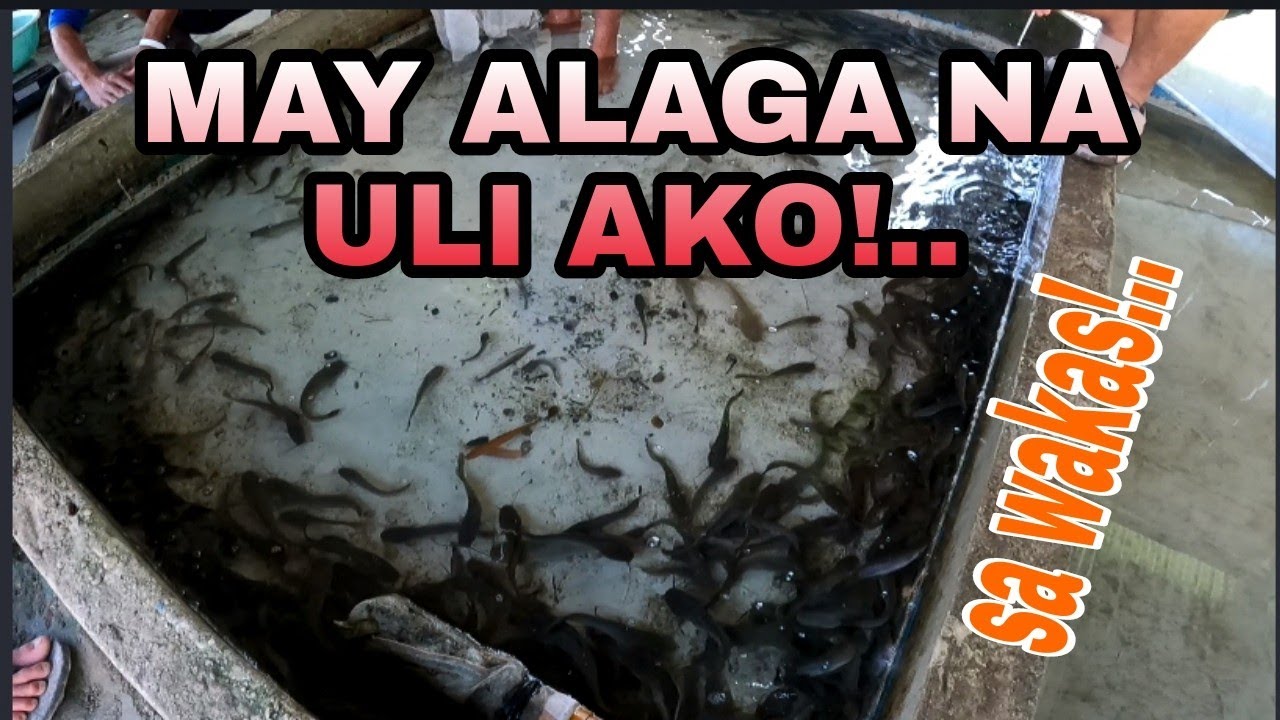 PAG AALAGA NG HITO SA CONCRETE POND /Backyard Concrete Pond /Fishgunerong Madiskarte