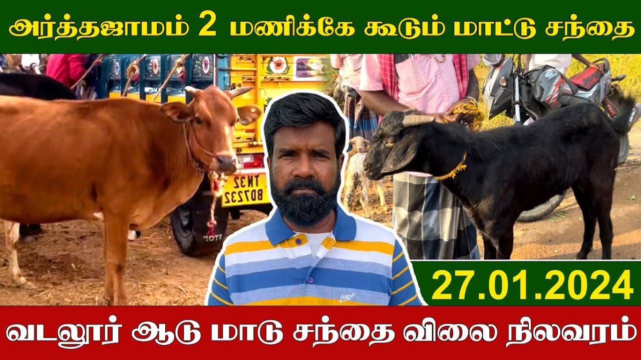27.01.2024 | 2 மணிக்கே கூடும் மாட்டு சந்தை | வடலூர் ஆடு மாடு சந்தை நிலவரம் | TAMIL | KEERTHI VLOG