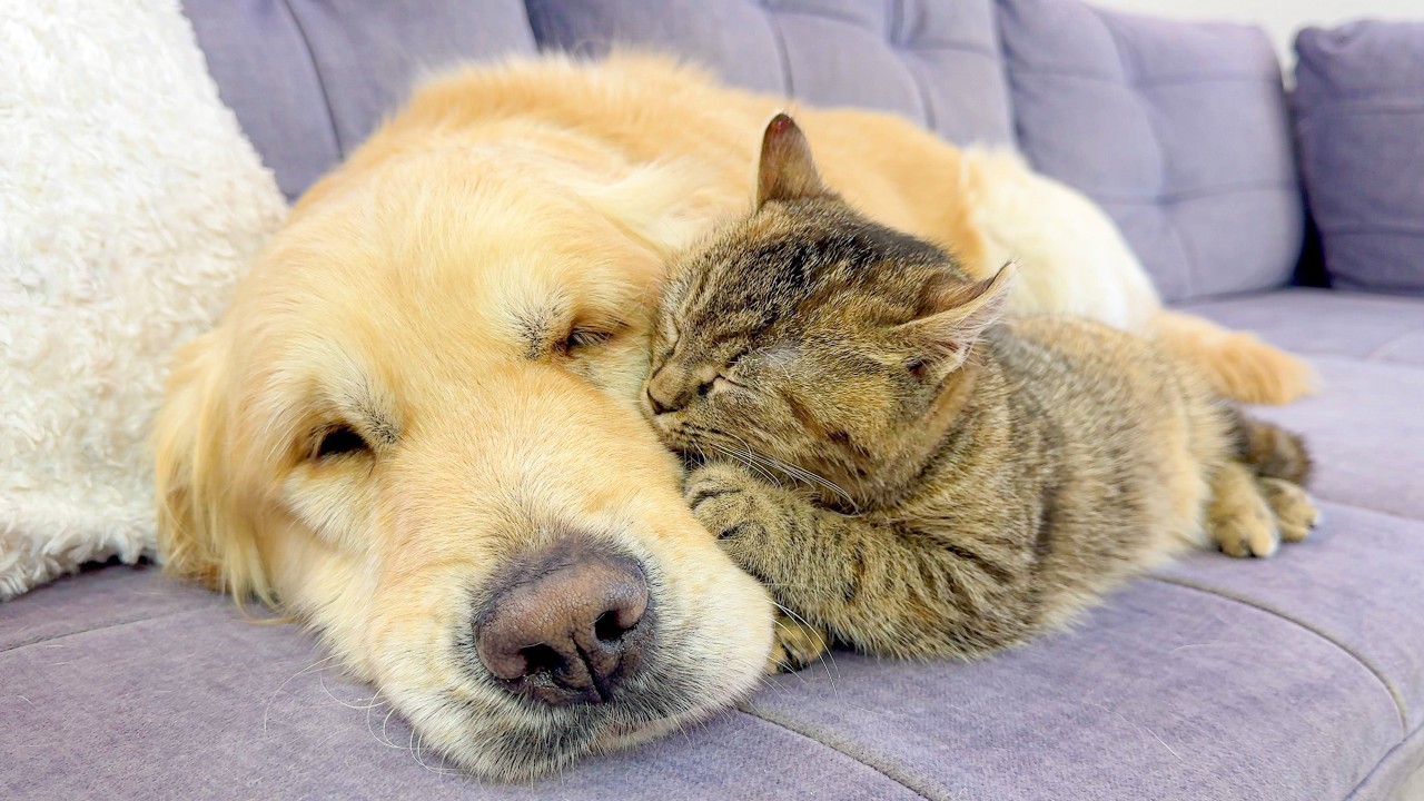 Adorable Kitten Obsessed with Golden Retriever – Cutest Friendship Ever!!