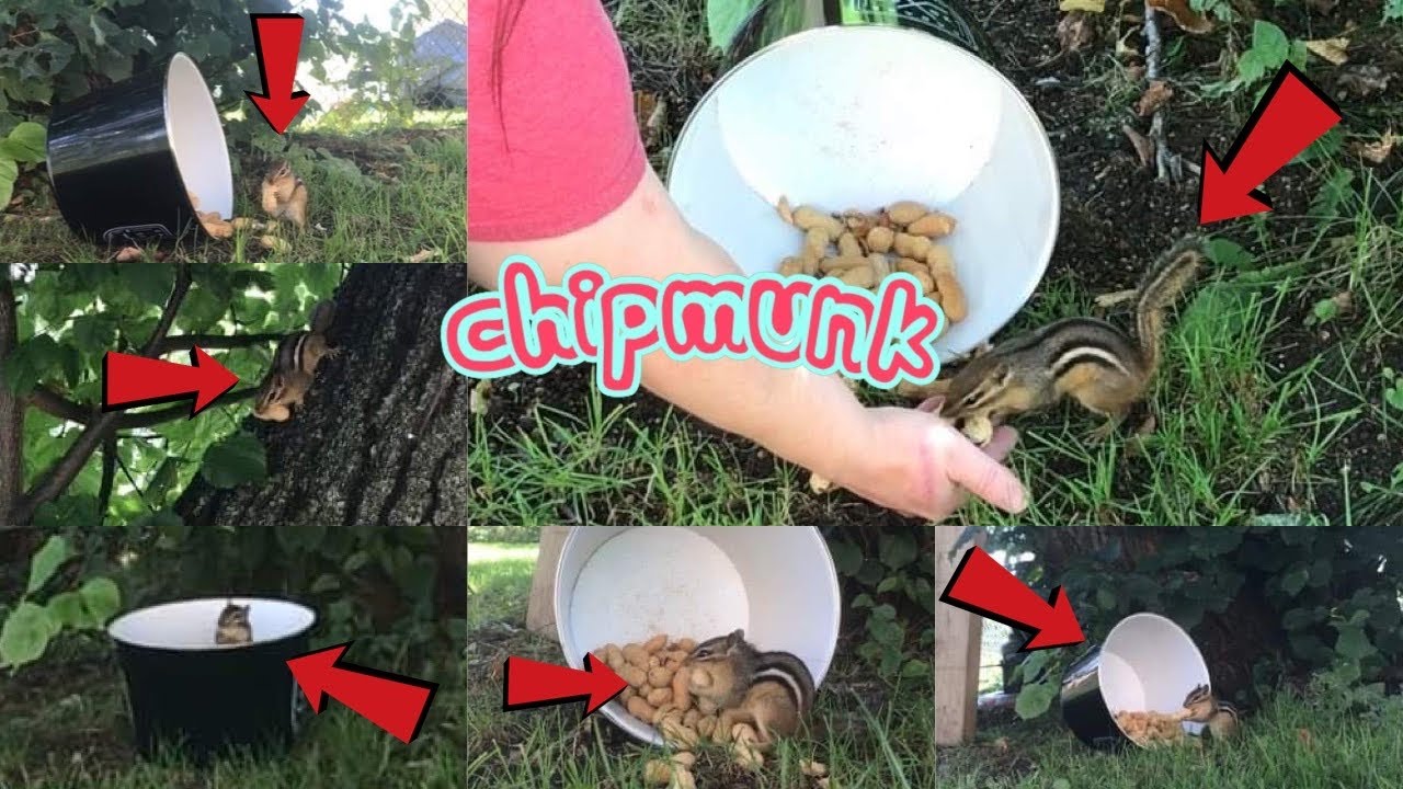 Clips Of One Of The Chipmunks That Are In The Neighbourhood!🐿