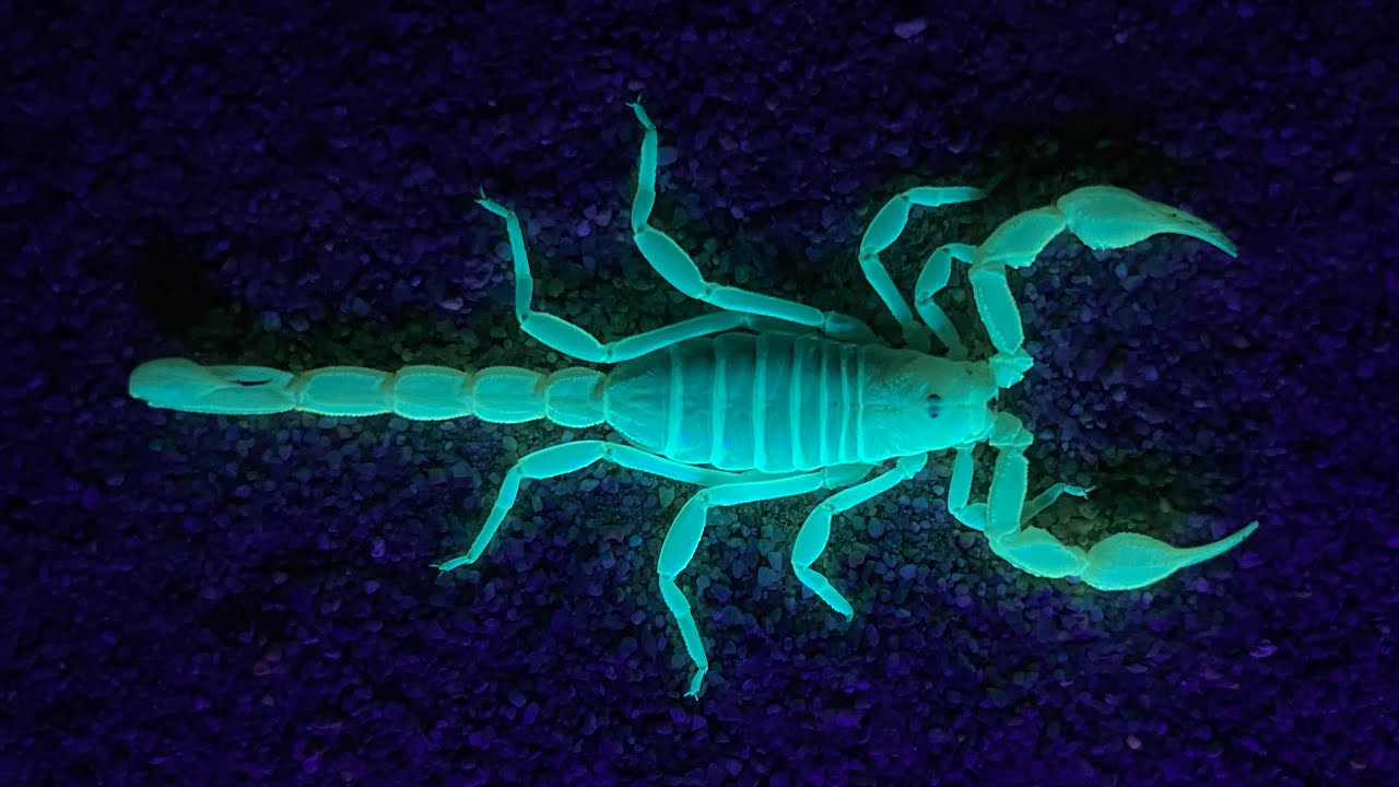 Looking for Scorpions in a Giant Sand Dune System