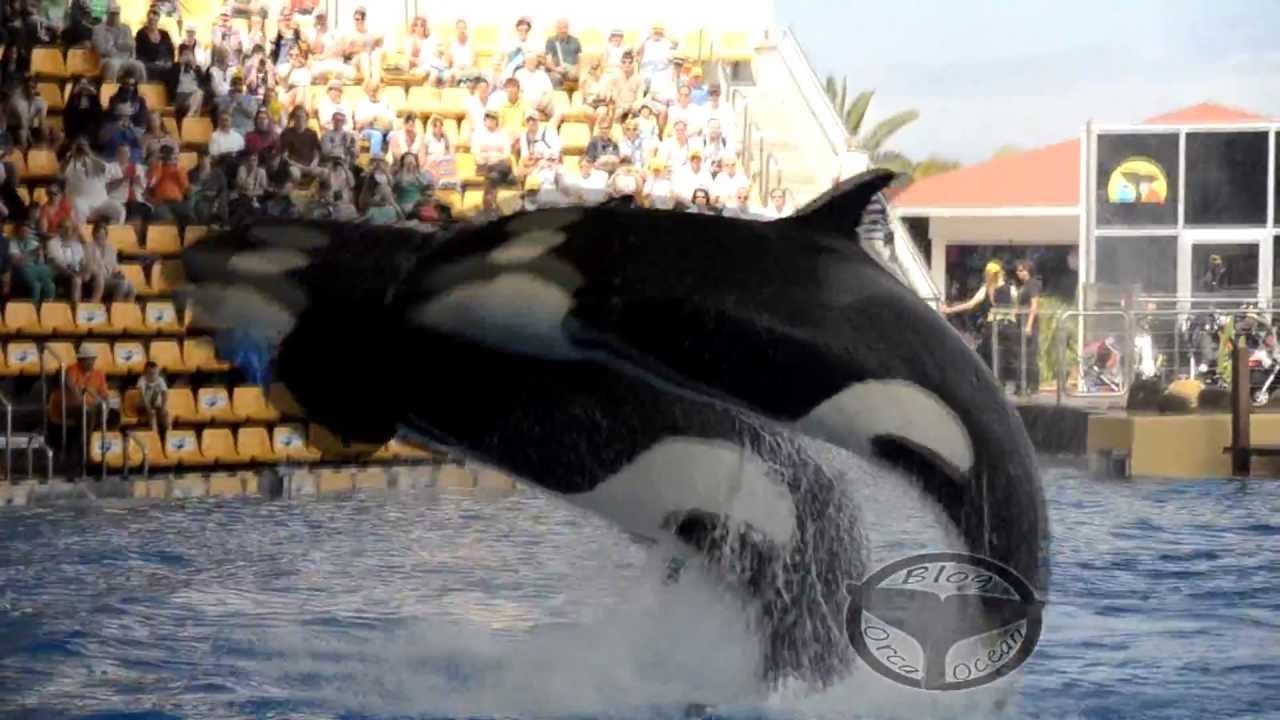 Radioactive~Orcas Loro Parque 2013