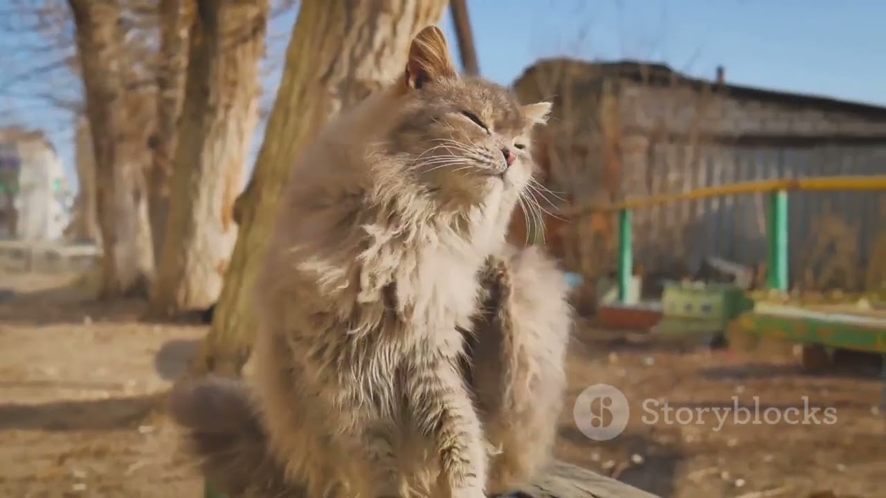 Why Cats Are the Ultimate Self Care